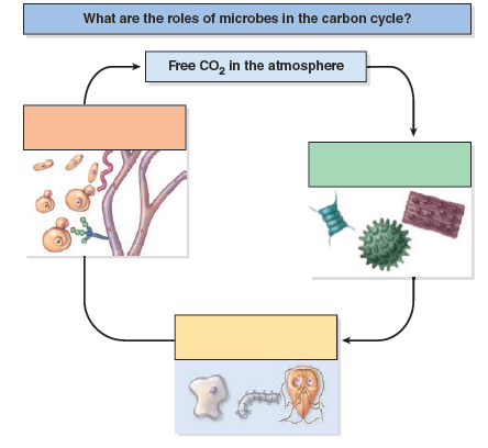 How do microbes act as decomposers Give at least one example.   