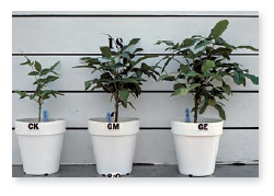 Critical thinking is the ability to reason and solve problems using facts and concepts. These questions can be approached from a number of angles and, in most cases, they do not have a single correct answer. a. Looking at the photo of the three plants, explain a symbiotic relationship within the rhizosphere that could account for the observed difference in height among these plants.     b. Many people use animal manure to fertilize their garden crops. Discuss how this application benefits the growing plants, and discuss whether or not it poses any risks to human or environmental health.