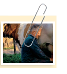 Raw Milk: Worth the Risk In 2011, federal officials arrested three members of Rawesome Foods, an organic food collective in Ventura County, California, after a yearlong investigation. Their crime: selling raw or unpasteurized milk. Sale and consumption of raw milk is legal in California and 28 other states, but the milk is subject to inspection and regulation and, in some states, may not be sold in grocery stores. Other small farmers in California and other states have been subject to similar raids and criminal charges for distributing raw milk. Passionate proponents of raw milk believe that there is a higher nutritional content in unpasteurized milk and that the pasteurization process kills helpful bacteria, denatures enzymes, and inactivates beneficial compounds in milk. They believe that lactose intolerance, food allergies, and other maladies can be traced to the consumption of pasteurized milk. In addition, they claim that the flavor and texture of unpasteurized and non-homogenized milk far exceed what can be bought in the grocery store. Why is most milk in the United States pasteurized Why is raw or unpasteurized milk a health concern In 1856, Louis Pasteur was tasked by Emperor Napoleon III to determine what was causing the spoilage of wine in France. Because of his understanding of the germ theory of disease (see chapter 1), Pasteur discovered that unwanted microbes in the wine were causing it to spoil and turn to vinegar. He developed a method of heating the wine to a specific temperature for a short period of time to kill the harmful microbes without changing the taste of the wine. This process, which came to be known as pasteurization , was used for many years to treat beer and wine before it was used with milk. Pasteurization of milk in the United States did not begin until the 1920s. Before that time, diseases such as bovine tuberculosis, brucellosis, scarlet fever, and even anthrax were contracted by consuming raw cow's milk. Raw milk can harbor microbes such as Campylobacter, Listeria, Salmonella, and Escherichia coli from fecal contamination or infection of the cow's udders, skin biota of cows, or contamination of the milking equipment. By the 1950s, pasteurization was implemented as a standard procedure in the United States, which greatly reduced the number of infections and diseases transmitted by cow's milk and other dairy products.   Raw milk has been a serious concern in recent years due to a number of outbreaks that have been linked to dairies and cooperative farms that sell raw milk products. The CDC reports that between 1993 and 2006, there were 73 outbreaks of disease linked to raw milk or cheese; it is estimated that the risk of disease from raw milk and milk products is 150 times greater than outbreaks caused by pasteurized milk. According to the CDC, many of the outbreaks associated with raw milk were caused by E. coli O157:H7, which causes hemolytic uremic syndrome (HUS), kidney failure, and death. Sixty percent of those sickened by raw milk were under the age of 20 and the number of reported cases is higher in states where the sale of raw milk is legal. In January of 2012, the family of a 5-year-old child in Washington State filed a lawsuit against the Cozy Valley Dairy after the child developed HUS after drinking raw milk from the dairy. Numerous other parents have witnessed their children suffer from HUS and other debilitating diseases as a result of consuming raw milk. Are there any benefits to the consumption of raw milk Does pasteurization remove or reduce beneficial microbes, enzymes, and chemicals in raw milk<div style=padding-top: 35px> 