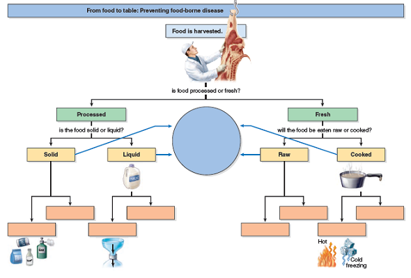 What single process is fundamental in preventing food-borne disease    
