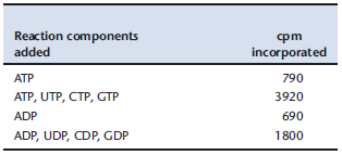 Audrey Stevens measured the incorporation of 32 P-labeled ADP or 32 P-labeled ATP into RNA. He added various nucleotides mixtures to an E. coli extract that catalyzed RNA synthesis. The added components per reaction are listed in the table below. The observed radioactivity incorporated into the RNA is listed in terms of cpm (counts per minute).     A. Based on your knowledge from this chapter and the data given, what enzyme do you think is present in the E. coli extract? B. Why do you think the second reaction has the greatest cpm value compared to the other reactions? Data adapted from Stevens (1960. Biochem. Biophys. Res. Commun. 3: 92-96).