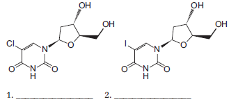 Structural analogs of nucleosides vary slightly in the chemical structure compared to the primary four nucleosides found in DNA. The structures of two nucleoside analogs used in DNA synthesis experiments are shown below. A. On the lines labeled 1 and 2, name the dexoynucleoside that these structures mimic.     B. Circle the chemical group(s) on each analog that differs from the conventional deoxynucleoside.
