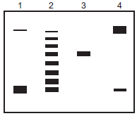 You isolated a 10,500-bp plasmid (supercoiled, cccDNA) from E. coli. The plasmid contains one unique recognition site for EcoRI, a restriction enzyme. Restriction enzymes recognize a specific sequence and cut both strands of the DNA at that sequence (Chapter 21). You briefly incubated the cccDNA at 37°C in four separate reactions containing the components listed below. You ran the reaction on an agarose gel and visualized the DNA using ethidium bromide and UV light. The reactions included the appropriate buffer and ATP when required. An agarose gel containing four lanes of possible products is given below. For each reaction, indicate which lane on the gel contains the products that you would expect to see on your agarose gel.     i. Buffer alone ii. DNase I (brief treatment) iii. Topoisomerase I iv. EcoRI