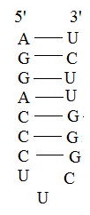 The following ribonucleic acid (RNA) sequence is given: 5'- AGGACCCUUCGGGGUUCU-3' The potential hairpin structure for this sequence would be:   Most of the bases are complementary while three do not form any bonds. AU base pairing is normally seen while GU base pairing also occurs. CU base pairing does not occur and so the last three bases form the loop of the structure and do not form any bonds between them.