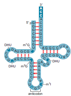The yeast alanine tRNA is shown below (adapted from Chapter 2, Fig. 2-14). Identify the type(s) of secondary structure present in this tRNA. Identify any noncanonical base pairing.  <div style=padding-top: 35px> 