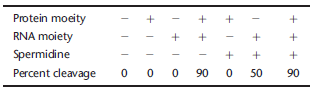 You find a complex composed of a protein moiety and an RNA moiety that is capable of cleaving an RNA substrate. You want to know which moiety is responsible for catalysis. You perform an in vitro cleavage assay in the proper buffer conditions containing a low concentration of Mg 2+. The table below summarizes the results from performing seven separate reactions. The + symbol indicates the included reaction components. Sper-midine is a positively charged peptide not specific to this reaction.   A. Does the protein or RNA moiety act as the catalyst in this reaction? Explain which reactions helped you make your conclusion. B. Propose the function of spermidine in the last two reactions.<div style=padding-top: 35px> 