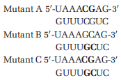 The genome of the bacteriophage Q? consists of about 4000 nucleotides of single-stranded RNA. Inside the E. coli host, replication of this genome requires a RNA-dependent RNA polymerase made up of phage and bacterial proteins. Interestingly, the replicase binds to a region in the center of the RNA genome, yet must start copying the 3? end of the RNA template to produce a new strand of RNA in the 5? to 3? direction. Researchers hypothesized that the presence of a predicted pseudoknot in the Q? genome allowed the replicase to gain access to the 3? end of the RNA. To test their hypothesis, they measured the replication efficiency in vitro using wild-type replicase and different versions of the Q? RNA containing mutations in a region key to the predicted pseudoknot formation. They specifically focused on an eight-nucleotide region from the center of the RNA that was complementary to the 3?-terminal hairpin. The wild-type and mutant sequences and replication data are given below.     In vitro replication efficiency (relative to wild type) Wild type: 100% Mutant A: 1.6% Mutant B: 0.6% Mutant C: 42% A. Predict why the replication efficiency so low in Mutant A. B. Predict why the replication efficiency is restored to almost half of wild-type levels in Mutant C? C. Do you think the results support or refute the hypothesis that the presence of a pseudoknot affects replication? Data adapted from Klovins and van Duin (1999. J. Mol. Biol. 294 ? 875-884.)<div style=padding-top: 35px> 