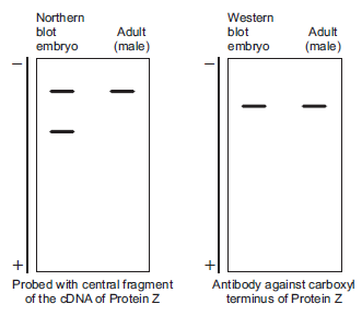 You want to characterize the developmental expression of the gene in Drosophila melanogaster. You isolate mRNA from embryos and adult flies and perform a northern blot using a labeled DNA probe specific to Gene Z mRNA, a gene required for development. The results are depicted below.     Intrigued, you isolate protein Z from embryos and adult flies and perform a western blot using an antibody against the carboxyl terminus of the protein. The results are depicted below. You are surprised to find a single band of the same molecular weight in both embryos and adult flies. A. Propose a hypothesis to explain these results. B. Propose a modification to the western blot experimental strategy that would allow you to test your hypothesis. Assume you have access to any necessary reagents.