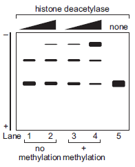You want to study the potential interaction between nucleosome-bound DNA and a specific histone deacetylase. You decide to perform an electrophoretic mobility shift assay (EMSA). For a review of this technique, see Chapter 7. You use a 32 P end-labeled, linear template DNA that contains two nucle-osome positioning sites. You assemble two nucleosomes on the DNA template before incubation with and without the histone deacetylase. For some reactions, you use unmodified nucleo-somes. For other reactions, you use nucleosomes that are methylated at lysine 36 of the histone protein H3. A. Based on the data, propose a model for the interaction between the histone deacetylase and nucleosome-bound DNA. B. What type of protein domain do you predict allows the his-tone deacetylase to interact with the nucleosomes? Adapted from Huh et al. (2012. EMBO J. 31: 3564?3574).