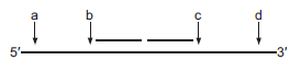 Shown below is a long template strand of DNA where lagging strand DNA synthesis is occurring. The short horizontal lines represent two Okazaki fragments that have already been made. In the context of the replication fork, select the letter (a-d) that indicates where primase will synthesize the next RNA primer. Why did you choose that location?