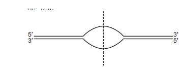 Below is a picture of a single origin of replication in a eukaryotic cell.     A. With respect to the dotted line, in which direction(s)-right, left, or both-does total replication proceed? B. On the right-hand side of the dotted line, the replication of which template strand (top or bottom) will be continuous by DNA polymerase? C. On the left-hand side of the dotted line, the complete replication of which template strand (top or bottom) will be more affected by a mutation that causes DNA ligase to be partially functional?