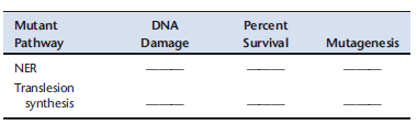 Consider a loss-of-function mutant in the nucleotide excision repair and translesion synthesis pathway. Predict the level of DNA damage, percent survival, and level of mutagenesis relative to wild type for each mutant after exposure to UV light. In the table below, fill each blank with increase, decrease, or stay the same.