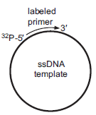 You perform a follow-up experiment to that discussed in the Questions for Chapter 9. Here is a review of the setup for the experiment. You have just discovered two new eukaryotic DNA polymerases and want to learn more about their properties. To begin, you obtain purified protein of each DNA polymerase and perform polymerase processivity assays. You use a short primer that is 32 P-labeled at the 5? end and binds to a circular single-stranded (ssDNA) DNA template (shown below). You complete the following steps to obtain the processivity assay results for DNA polymerase #1 (Pol #1) and DNA polymerase #2 (Pol #2). 1. In the appropriate buffer conditions, you preincubate the primed, circular ssDNA with Pol #1 or Pol #2 for 5 min at 37°C. 2. You add dNTPs and a large excess of ssDNA to initiate the reaction. 3. You allow the reaction to proceed for 10 min, quench the reactions with the addition of SDS, and run the samples on a polyacrylamide gel (which resolves single nucleotides) under denaturing conditions.     You perform a follow-up experiment, and the results are shown below. In this experiment, you separately incubate each DNA polymerase with the accessory proteins (PCNA, RFC, and RPA) and a DNA template that now includes an intrastrand crosslink of two guanines (induced by cisplatin). The cross-link is located immediately adjacent to the 3? end of the primer as indicated by a star (pictured below to the right).     A. Describe the processivity for each DNA polymerase in the presence of a template with a cisplatin-induced intrastrand cross-link. B. Propose a cellular role for DNA polymerase #1 given this data. Be specific.