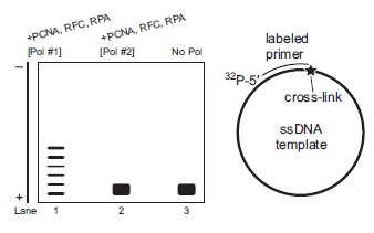You perform a follow-up experiment to that discussed in the Questions for Chapter 9. Here is a review of the setup for the experiment. You have just discovered two new eukaryotic DNA polymerases and want to learn more about their properties. To begin, you obtain purified protein of each DNA polymerase and perform polymerase processivity assays. You use a short primer that is 32 P-labeled at the 5? end and binds to a circular single-stranded (ssDNA) DNA template (shown below). You complete the following steps to obtain the processivity assay results for DNA polymerase #1 (Pol #1) and DNA polymerase #2 (Pol #2). 1. In the appropriate buffer conditions, you preincubate the primed, circular ssDNA with Pol #1 or Pol #2 for 5 min at 37°C. 2. You add dNTPs and a large excess of ssDNA to initiate the reaction. 3. You allow the reaction to proceed for 10 min, quench the reactions with the addition of SDS, and run the samples on a polyacrylamide gel (which resolves single nucleotides) under denaturing conditions.     You perform a follow-up experiment, and the results are shown below. In this experiment, you separately incubate each DNA polymerase with the accessory proteins (PCNA, RFC, and RPA) and a DNA template that now includes an intrastrand crosslink of two guanines (induced by cisplatin). The cross-link is located immediately adjacent to the 3? end of the primer as indicated by a star (pictured below to the right).     A. Describe the processivity for each DNA polymerase in the presence of a template with a cisplatin-induced intrastrand cross-link. B. Propose a cellular role for DNA polymerase #1 given this data. Be specific.