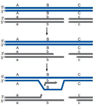 The picture below depicts the first three steps of DSB repair homologous recombination with some errors. List the error(s), why each error is a problem, and how this error should (or could) be corrected.