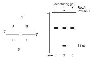 Researchers characterized a human protein with a role in Holliday junction resolution. They purified and used the protein in an assay with the DNA substrate shown below on the left. Each of the four strands of DNA (A, B, C, D) is 60 nucleotides (nt) long, and only the DNA strand marked A is end-labeled with 5?- 32 P. The researchers set up three reactions with the DNA substrate, incubating (1) with no protein, (2) with the purified protein (Protein X), and (3) with RecA (as a control). The products from each reaction were run in separate lanes of a denaturing polyacrylamide gel. An autoradiogram of the gel is shown below on the right.     A. Given these data, propose a function for Protein X. B. Based on your answer in part A, this protein functions similarly to what E. coli protein?