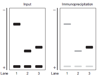 Researchers studying the torpedo model of eukaryotic termination wanted to test Rtt103 and Rat1 positioning on transcribed genes. To do this, they performed a chromatin immunoprecipitation assay (ChIP) assay using tagged Rat1 protein. (See Chapter 7 for a review of ChIP.) After shearing chromatin from wild-type cells, they immunoprecipitated Rat1 using antibodies specific to the tag. They PCR-amplified the DNA of interest associated with Rat1 using different sets of primers specific for highly transcribed genes. We will show the results for one gene. For the gene ADH1, the researchers chose primers specific for amplification of the TATA box region upstream of the open reading frame (ORF) (reaction in lane 1), primers specific for amplification of the 3? region of the ORF (reaction in lane 2), or primers specific for amplification of the DNA just 3? of the sequence encoding the poly-A signal sequence (reaction in lane 3). They compared the PCR results from the immunoprecipitations to the PCR results using the same primers with the input chromatin sample before immunoprecipitation. They included a reaction using primers specific for amplification of a nontranscribed region on chromosome V in every lane (lower band in each reaction). The data is shown below for the PCR of input or immuno-precipiation samples.     A. Explain why all the bands are roughly equal in intensity for the input PCR. B. What is the main conclusion from the ChIP results? C. The ChIP data for the other highly transcribed genes looked similar to the data for Rat1 at ADH1. Explain how these data support the torpedo model. Data adapted from Kim et al. (2004. Nature 432: 517-522).