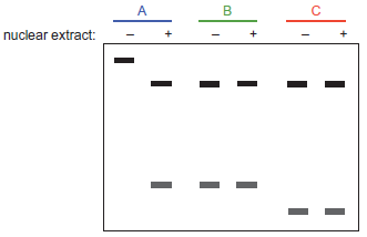 In a biochemical experiment, you compare the products from splicing reactions carried out in vitro using three different substrates. In each case the substrate is a construct containing a single intron surrounded by two exons, and in all cases the construct is the same overall size. But in one case, the intron is a group I intron, in another a group II intron, and in the third an intron removed by the spliceosome. Each construct is labeled in a manner that allows it to be detected after gel electrophoresis, and each is tested in two reactions-one, conditions that support selfsplicing, and two, in the presence of nuclear extract as well. Match the intron type with the appropriate results (A, B, or C) in the gel shown below. Note that, for simplification, only the final products of the splicing reaction are seen, but before degradation of the introns.