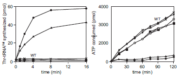 The valyl-tRNA synthetase (ValRS) normally adenylylates and transfers valine to the tRNA Val. At some frequency, the ValRS mischarges tRNA Val with threonine. Researchers wanted to determine what amino acids in the editing pocket of the ValRS are important for editing mischarged Thr-tRNA Val. A. Why does the ValRS mischarge the tRNA Val with threonine rather than another amino acid? To study the critical residues in the editing pocket, the researchers made amino acid substitutions at different positions within the editing pocket. They measured the amount of Thr-tRNA Val synthesized or ATP consumed in an in vitro charging reaction that included a mutant or wild-type ValRS. The mutant labeled F264A means that the ValRS includes an alanine at the 264th position rather than phenylalanine. The data are shown below.     Enzyme activities of ValRS mutants. Wild type, ?; D279A,     ; K270A, ?; other mutants shown as ?, ?× and *. (Adapted, with permission, from Fukunaga R. and Yokoyama S. 2005. J. Biol. Chem. 280 : 29937-29945, Fig. 5 B,C, p. 29943. © The American Society for Biochemistry and Molecular Biology.) B. Given the data on the left, which mutant(s) likely have the most significant loss of editing function relative to the wildtype ValRS? Why? C. Explain why ATP consumption is higher for wild-type ValRS compared to the K270AValRS.