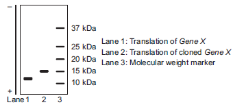 You are cloning Gene X from S. cerevisiae into a plasmid. You want to include the sequence 1 kb upstream and downstream from the open reading frame to try to get the gene to express under its own promoter. For this particular region of the genome, there are no other expected AUG codons upstream of the open reading frame for Gene X. To ensure that the protein is expressed, you try to complement the deletion strain for Gene X with your plasmid version of Gene X, but it is not complementing (not returning to the wild-type phenotype). You are not worried about splicing issues for S. cerevisiae. You suspect that you have a mutation in your cloned Gene X. The sequencing facility is down this week, but you have access to an in vitro translation system in your lab. You translate the wild-type Gene X and the cloned gene X using the in vitro translation system. You separate your products using SDS-PAGE and stain with Coomassie Brilliant Blue (data below). You expect a small protein, so you use a low molecular weight maker.     A. Do you think your cloned gene X has a mutation? If so, what type (missense, nonsense, frameshift)? Explain your answer in terms of the data. B. Why do you think your cloned gene is not complementing the deletion strain? Explain your answer in terms of the data.