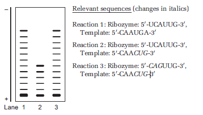 You are studying the properties of an RNA polymerase ribozyme using a primer extension assay. This particular ribozyme has enhanced activity compared to a previous version of the ribozyme. The difference between the two ribozymes is that the enhanced ribozyme includes an additional domain at the 5? end. In each reaction of your primer extension, you include your ribozyme, your 5?-radiolabeled RNA primer bound to an RNA template, and rNTPs in the appropriate buffer. In reactions 2, you altered the sequence of the RNA template. In reaction 3, you altered the sequence of the RNA template and the sequence within the new domain of the ribozyme. You separate your products by denaturing polyacrylamide gel electrophoresis and visualize the bands on an autoradiograph (shown below).     A. Based on the data, describe the relative differences in ribozyme replicase activity between the three reactions. B. Hypothesize why the products in lane 3 have a similar migration pattern as the products in lane 1.