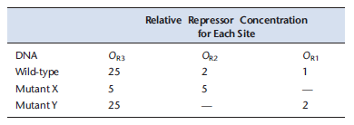 Researchers studying ? repressor binding to the three binding sites in the right operator produced the data in the table below. In the experiment, they performed a DNase I protection assay (footprinting assay) using the DNA containing all three binding sites for a range of repressor concentrations From this, they calculated the relative concentration of repressor dimers required to occupy a specific binding site on half of the DNA molecules present (values given in table).     A. Based on the data for wild-type DNA and the information in Chapter 18, explain why the relative concentrations for O R1 and O R2 are almost the same despite the fact that O R1 has a 10-fold higher affinity for ? repressor than O R2 does (information from this chapter). B. Based on the data for wild-type DNA and the information in Chapter 18, explain why the relative concentration of repressor needed to bind O R3 is much higher than for O R1 and O R 2. C. Based on the data for mutant DNAs X and Y, identify the binding site ( O R1 , O R2 , or O R3 ) that included the mutation in each respective mutant. Explain your choices. D. Given what you know from this chapter, explain why the relative repressor concentration required to bind O R3 goes down to 5 for Mutant X relative to wild-type DNA in terms of the mechanism for ? repressor binding DNA.