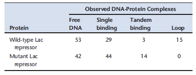 The regulation of a novel operon in E. coli involves two operators that sandwich a promoter and three structural genes. RNA polymerase transcribes the structural genes from the promoter, and a specific repressor represses transcription from that promoter. In the presence of the relevant signal, the repressor binding to DNA is disrupted and repression is alleviated. To study the mechanism of repression, researchers created a reporter containing the promoter but replaced the operators with lac operator sites. Wild-type lac repressor was able to repress expression from this construct in the cell. In vitro, reseachers visualized protein-DNA complexes in electron micrographs using the reporter construct after incubation with either wild-type Lac repressor or a mutant of the Lac repressor that binds to the operator sites, dimerizes, but fails to tetramerize. The scored data of their observations are given in the table below.     In addition, it was shown that the mutant Lac repressor was not able to repress expression from the reporter construct in vivo, although it was able to repress the endogenous lac operon. Given the data in the table, propose a model for repression stating how the data supports your model. What other information would you want to know about the novel repression protein to support this model?