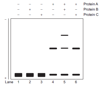 You decide to study three proteins-Protein A, Protein B, Protein C-with potential roles in transcriptional regulation in mammalian cells. You perform an electrophoretic mobility shift assay (EMSA). The data is shown below. For review of this technique, see Chapter 7. All reactions contained binding buffer and labeled DNA fragment that included the sequence for the DNA-binding site for Protein A, a sequence upstream of a mammalian gene. The added purified protein(s) are indicated above the gel. A. Based on this data, does Protein A bind DNA? Explain your answer. B. Provide an explanation for the result observed in lane 5. Use the data in lane 2 as well in your explanation. C. Propose a model for how Protein B potentially activates transcription.   