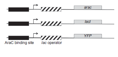 The ara operon controls the expression of several genes including araC. In the presence of the sugar arabinose and the DNA-binding protein AraC, gene expression is turned on. The AraC protein is involved in positive autoregulation. As depicted below, researchers constructed a circuit consisting of a series of artificial promoters (each containing an AraC binding site and a lac operator). Remember that the presence of arabinose and AraC promotes transcription of downstream genes, lacl encodes the LacI repressor, and binding of LacI to the lac operator turns off transcription (even in the presence of arabinose and AraC).     A. If arabinose is added to a culture of bacteria containing all three constructs, an oscillatory pattern of YFP expression is observed. Assume that a small amount of AraC is present. Briefly explain how YFP expression is turned on following addition of arabinose. B. After the initial increase in YFP production following addition of arabinose, how is YFP turned off? C. Once YFP expression is off, how is it turned on again? D. How do you think the oscillation would be affected if a small amount of IPTG (an inducer of the lac operon) was added to the medium along with arabinose? E. Draw the three-node circuit, labeling the nodes (AraC, LacI and YFP) and including the appropriate edges (?. to represent activation and ? to represent repression).