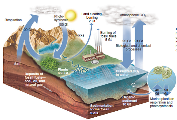 What is the ratio of human-caused carbon releases into the atmosphere shown in figure 2.18 compared to the amount released by terrestrial respiration? FIGURE 2.18: The carbon cycle. Numbers indicate approximate exchange of carbon in gigatons (Gt) per year. Natural exchanges are balanced, but human sources produce a net increase of CO 2 in the atmosphere.