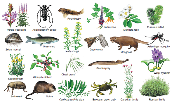 Why are exotic or invasive species a threat to biodiversity? Give several examples of exotic invasive species (see fig. 5.26). FIGURE 5.26: A few of the approximately 50,000 invasive species in North America. Do you recognize any that occur where you live? What others can you think of?  <div style=padding-top: 35px> 