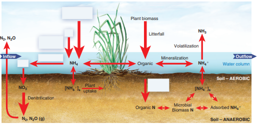 Examining Nutrients in a Wetland System  As you have read, movements of nitrogen and phosphorus are among the most important considerations in many wetland systems, because high levels of these nutrients can cause excessive algae and bacteria growth. This is a topic of great interest, and many studies have examined how nutrients move in a wetland, and in other ecosystems. Taking a little time to examine these nutrient cycles in detail will draw on your knowledge of atoms, compounds, systems, cycles, and other ideas in this chapter. Understanding nutrient cycling will also help you in later chapters of this book. One excellent overview was produced by the Environmental Protection Agency. Go to Connect to find a description of the figure shown here, and to further explore the movement of our dominant nutrient, nitrogen, through environmental systems.     Figure 1 A detailed schematic diagram of the nitrogen cycle in a wetland. Study the online original to fill in the boxes. SOURCE: EPA Nutrient Criteria Technical Guidance Manual, www.epa.gov/waterscience/criteria/nutrient/guidance/.