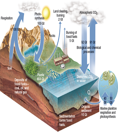 What is the ratio of human-caused carbon releases into the atmosphere shown in figure compared to the amount released by terrestrial respiration?     FIGURE The carbon cycle. Numbers indicate approximate exchange of carbon in gigatons (Gt) per year. Natural exchanges are balanced, but human sources produce a net increase of CO₂ in the atmosphere.