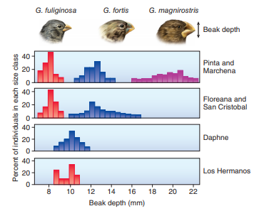 Competitive Exclusion  The principle of competitive exclusion is one of the observations that can be explained by the process of evolution by natural selection. David Lack's classic study of finches on several Galápagos Islands is one example of this. These species are all closely related, in a genus of ground finches, Gespiza. (Often biologists abbreviate the genus name when it is used repeatedly: for example, Gespiza fuliginosa is shortened, for convenience, to G. fuliginosa ). Go to Connect to demonstrate your understanding of these graphs and what they tell us about how Lack demonstrated competitive exclusion in these species.     Plots of beak size on different islands (after d. Lack, 1947.)