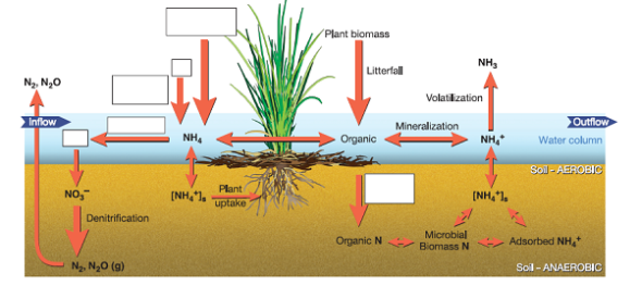 Examining Nutrients in a Wetland System  As you have read, movements of nitrogen and phosphorus are among the most important considerations in many wetland systems, because high levels of these nutrients can cause excessive algae and bacteria growth. This is a topic of great interest, and many studies have examined how nutrients move in a wetland, and in other ecosystems. Taking a little time to examine these nutrient cycles in detail will draw on your knowledge of atoms, compounds, systems, cycles, and other ideas in this chapter. Understanding nutrient cycling will also help you in later chapters of this book. One excellent overview was produced by the Environmental Protection Agency. Go to this website and download a PDF document of the study: http://www.epa.gov/waterscience/criteria/nutrient/guidance/wetlands/index.html. If you prefer, you can also look at just one chapter at a time on this website. Figure 1 A detailed schematic diagram of the nitrogen cycle in a wetland. Study the online original to fill in the boxes. Source: EPA Nutrient Criteria Technical Guidance Manual www.epa.gov/waterscience/criteria/nutrient/guidance/.     Find chapter 2, An Overview of Wetland Science, and answer the following questions: What is meant by organic N? (Think about what the term organic means in this chapter.) In what form does the plant take up N? How does N return from a living plant to the floor of the wetland?