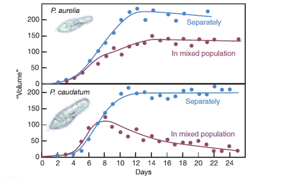 Species Competition  In a classic experiment on competition between species for a common food source, the Russian microbiologist G. F. Gause grew populations of different species of ciliated protozoans separately and together in an artificial culture medium. He counted the number of cells of each species and plotted the total volume of each population. The organisms were Paramecium caudatum and its close relative, Paramecium aurelia. He plotted the aggregate volume of cells rather than the total number in each population because P. caudatum is much larger than P. aurelia (this size difference allowed him to distinguish between them in a mixed culture). The graphs in this box show the experimental results. As we mentioned earlier in the text, this was one of the first experimental demonstrations of the principle of competitive exclusion. After studying these graphs, answer the following questions. Growth of two paramecium species separately and in combination.     Does the larger species always win in competition for food? Why not?