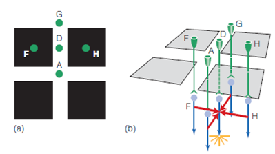 Ralph, who is skeptical about the function of lateral inhibition, says, OK, so lateral inhibition causes us to see Mach bands and the spots at the intersections of the Hermann grid. Even though these perceptual effects are interesting, they don't seem very important to me. If they didn't exist, we would see the world in just about the same way as we do with them. (a) How would you respond to Ralph if you wanted to make an argument for the importance of lateral inhibition? (b) What is the possibility that Ralph could be right? Figure 1 (a) Four squares of the Hermann grid, as in Figure 2, but now focusing on receptor D, which is flanked by two black squares. Receptor D is surrounded by receptors A, F, G, and H. Notice that receptors F and H are located under the two black squares, so they receive less light than the other receptors. (b) Perspective view of the grid and five receptors, showing how the receptors (green) connect to bipolar cells (blue). The response of receptors A and G is 100, and the response of F and H is 20. Lateral inhibition travels to bipolar D along the red pathways.     Figure 2 a) Four squares of the Hermann grid, showing five of the receptors under the pattern. Receptor A is located at the intersection, and B, C, D, and E have a black square on either side. (b) Perspective view of the grid and five receptors, showing how the receptors (green) connect to bipolar cells (blue). The response of all fi ve receptors is 100. The initial response of the bipolars matches the response of the receptors. Lateral inhibition travels to bipolar cell A along the red pathways.   