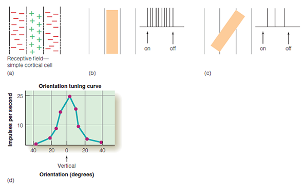 Cell A responds best to vertical lines moving to the right. Cell B responds best to 45-degree lines moving to the right. Both of these cells have an excitatory synapse with cell C. How will cell C fire to vertical lines? To 45-degree lines? What if the synapse between B and C is inhibitory? Figure (a) The receptive field of a simple cortical cell. (b) This cell responds best to a vertical bar of light that covers the excitatory area of the receptive field. (c) The response decreases as the bar is tilted so that it also covers the inhibitory area. (d) Orientation tuning curve of a simple cortical cell for a neuron that responds best to a vertical bar (orientation = 0).