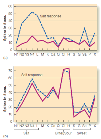 Consider the kinds of food that you avoid because you don't like the taste. Do these foods have anything in common that might enable you to explain these taste preferences in terms of the activity of specific types of taste receptors? Figure The blue lines show how two neurons in the rat NST respond to a number of different taste stimuli (along the horizontal axis). The neuron in (a) responds strongly to compounds associated with salty tastes. The neuron in (b) responds to a wide range of compounds. The purple lines show how these two neurons fire after the sodium-blocker amiloride is applied to the tongue. This compound inhibits the responses to salt of neuron (a) but has little effect on neuron (b).  <div style=padding-top: 35px> 