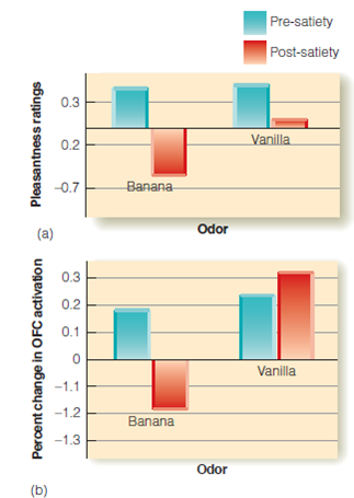 Can you think of situations in which you have encountered a smell that triggered memories about an event or place that you hadn't thought about in years? What do you think might be the mechanism for this type of experience? Figure Sensory-specificsatiety. Results of the O'Doherty et al. (2000) experiment. (a) Pleasantness rating for banana and vanilla odor before eating (left bars) and after eating bananas to satiety (right bars). (b) Response of the orbitofrontal cortex to banana and vanilla odors before and after eating bananas.  <div style=padding-top: 35px> 