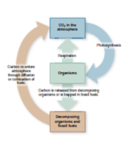 Figure 2.15 Carbon cycles through the ecosystem among the atmosphere, organisms (such as producers, herbivores, and carnivores), and decomposers. This natural cycle maintains a somewhat constant level of carbon in the atmosphere. The burning of fossil fuels releases carbon into the cycle that has been trapped inside the earth. How does this affect the cycle and what problems can this cause    