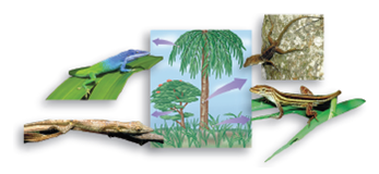 Figure 2.20 Using Darwin's reasoning, explain how these four species of lizards, all closely related, came to be separate species on a Caribbean island.