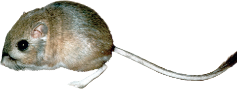 Does the Presence of One Species Limit the Population Size of Others  Implicit in Darwin's theory of evolution is the idea that species in nature compete for limiting resources. Does this really happen Some of the best evidence of competition between species comes from experimental fi eld studies, studies conducted not in the laboratory but out in natural populations. By setting up experiments in which two species occur either alone or together, scientists can determine whether the presence of one species has a negative impact on the size of the population of the other species. This experiment concerns a variety of seedeating rodents that occur in North American deserts. In 1988, researchers set up a series of 50-meter!50-meter enclosures to investigate the effect of kangaroo rats on smaller seed-eating rodents. Kangaroo rats were removed from half of the enclosures, but not from the other enclosures. The walls of all the enclosures had holes that allowed rodents to come and go, but in plots without kangaroo rats the holes were too small to allow the kangaroo rats to enter. The graph to the right displays data collected over the course of the next three years as researchers monitored the number of the smaller rodents present in the enclosures. To estimate the population sizes, researchers determined how many small rodents could be captured in a fi xed interval. Data were collected for each enclosure immediately after the kangaroo rats were removed in 1988, and at three-month intervals thereafter. The graph presents the relative population size-that is, the total number of captures averaged over the number of enclosures (an average is the numerical mean value, calculated by adding a list of values and then dividing this sum by the number of items in the list. For example, if a total of 30 rats were captured from 3 enclosures, the average would be 10 rats). As you can see, the two kinds of enclosures do not contain the same number of small rodents.         Making Inferences  a. What precisely is the observed impact of kangaroo rats on the population size of small rodents  b. Examine the magnitude of the difference between the number of small rodents in the two plots. Is there a trend