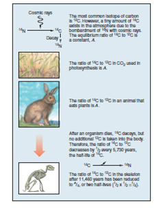 Figure 3.8 Based on the figure, explain why it is difficult to use carbon-14 dating on things that are older than about 50,000 years.