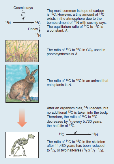 Using Radioactive Decay to Date the Iceman  In the fall of 1991, sticking out of the melting snow on the crest of a high pass near the mountainous border between Italy and Austria, two Austrian hikers found a corpse. Right away it was clear the body was very old, frozen in an icy trench where he had sought shelter long ago and only now released as the ice melted. In the years since this startling find, scientists have learned a great deal about the dead man, who they named Ötzi. They know his age, his health, the shoes and clothing he wore, what he ate, and that he died from an arrow that ripped through his back. Its tip is still embedded in the back of his left shoulder. From the distribution of chemicals in his teeth and bones, we know he lived his life within 60 kilometers of where he died. How long ago did this Iceman die Scientists answered this key question by measuring the degree of decay of the short-lived carbon isotope 14 C in Ötzi's body. This procedure is discussed earlier in this chapter (see figure 3.8). The graph to the right displays the radioactive decay curve of the carbon isotope carbon-14 ( 14 C); it takes 5,730 years for half of the 14C present in a sample to decay to nitrogen-14 ( 14 N). When Ötzi's carbon isotopes were analyzed, researchers determined that the ratio of 14 C to 12 C (a ratio is the size of one variable relative to another), also written as the fraction 14 C/ 12 C, in Ötzi's body is 0.435 of the fraction found in tissues of a person who has recently died.         Figure 3.8     Figure 3.8 Radioactive isotope dating. This diagram illustrates radioactive dating using carbon-14, a short-lived isotope. Interpreting Data Plot this proportion on the 14 C radioactive decay curve above. How many half-lives does this point represent
