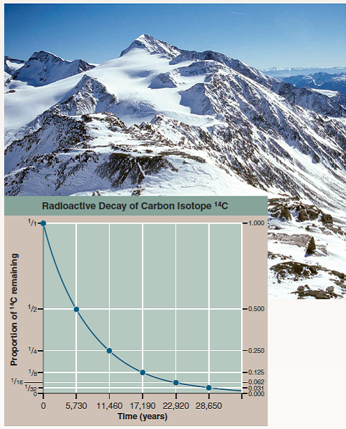 Using Radioactive Decay to Date the Iceman  In the fall of 1991, sticking out of the melting snow on the crest of a high pass near the mountainous border between Italy and Austria, two Austrian hikers found a corpse. Right away it was clear the body was very old, frozen in an icy trench where he had sought shelter long ago and only now released as the ice melted. In the years since this startling find, scientists have learned a great deal about the dead man, who they named Ötzi. They know his age, his health, the shoes and clothing he wore, what he ate, and that he died from an arrow that ripped through his back. Its tip is still embedded in the back of his left shoulder. From the distribution of chemicals in his teeth and bones, we know he lived his life within 60 kilometers of where he died. How long ago did this Iceman die Scientists answered this key question by measuring the degree of decay of the short-lived carbon isotope 14 C in Ötzi's body. This procedure is discussed earlier in this chapter (see figure 3.8). The graph to the right displays the radioactive decay curve of the carbon isotope carbon-14 ( 14 C); it takes 5,730 years for half of the 14C present in a sample to decay to nitrogen-14 ( 14 N). When Ötzi's carbon isotopes were analyzed, researchers determined that the ratio of 14 C to 12 C (a ratio is the size of one variable relative to another), also written as the fraction 14 C/ 12 C, in Ötzi's body is 0.435 of the fraction found in tissues of a person who has recently died.         Figure 3.8     Figure 3.8 Radioactive isotope dating. This diagram illustrates radioactive dating using carbon-14, a short-lived isotope. Making Inferences If Ötzi were indeed a recent corpse, made to look old by the harsh weather conditions found on the high mountain pass, what would you expect the ratio of 14 C to 12 C to be, relative to that in your own body