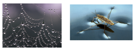 Figure 3.13 How can these things-drops of water clinging to a web and insects walking on water-occur    