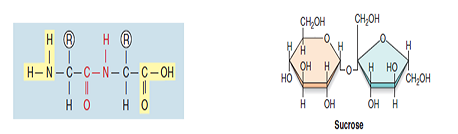 Figures 4.6 and 4.15 The molecule below, on the left, is a peptide made from monomers of amino acids. The molecule below, on the right, is a disaccharide made from monomers of simple sugars. Both molecules were synthesized using a common chemical reaction. What is the chemical reaction that formed these molecules and what is the common by-product of both these reactions    