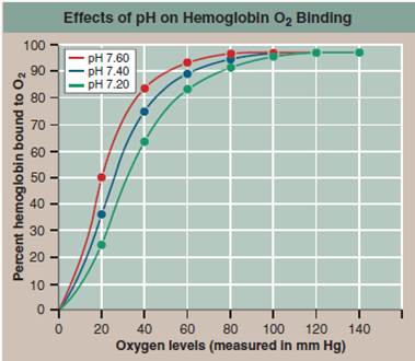 How Does pH Affect a Protein's Function  The red blood cells you see to the right carry oxygen to all parts of your body. These cells are red because they are chock full of a large iron-rich protein called hemoglobin. The iron atoms in each hemoglobin molecule provide a place for oxygen gas molecules to stick to the protein. When oxygen levels are highest (in the lungs), oxygen atoms bind to hemoglobin tightly, and a large percent of the hemoglobin molecules in a cell possess bound oxygen atoms. When oxygen levels are lower (in the tissues of the body), hemoglobin doesn't bind oxygen atoms as tightly, and as a consequence hemoglobin releases its oxygen to the tissues. What causes this difference between lungs and tissues in how hemoglobin loads and unloads oxygen Oxygen concentration is not the only factor that might be responsible. Blood pH, for example, also differs between lungs and body tissues ( pH is a measure of how many H+ ions a solution contains). Tissues are slightly more acid (that is, they have more H+ ions and a lower pH) because their metabolic activities release CO<sub>2</sub> into the blood, which you will recall from chapter 3, quickly becomes converted to carbonic acid. The graph to the right displays so-called oxygen loading curves that reveal the effectiveness with which hemoglobin binds oxygen. The more effective the binding, the less oxygen required before hemoglobin becomes fully loaded, and the further to the left a loading curve is shifted. To assess the impact of pH on this process, O2 loading curves were carried out at three different blood pH values. In the graph, oxygen levels in the blood are presented on the x axis (the x axis runs along the bottom of the graph), and for each data point the corresponding % hemoglobin saturation (a %, or percent, is the numerator [top part] of a fraction whose denominator [bottom part] is 100-in this case, a measure of the fraction of the hemoglobin that is bound to oxygen) is presented on the y axis (the y axis runs up the left side of the graph). The oxygen-loading curve was repeated at pH values of 7.6, 7.4, and 7.2, corresponding to the blood pH that might be expected in resting, exercising, and very active muscle tissue.         Interpreting Data  a. What is the percent hemoglobin bound to O2 for each of the three pH concentrations at saturation at an oxygen level of 20 mm Hg at 40 mm Hg at 60 mm Hg  b. What general statement can be made regarding the effect of the oxygen levels in the blood (as measured by partial pressure of oxygen, measured in mm Hg) on the binding of oxygen to hemoglobin  c. Are there any significant differences in the hemoglobin saturation values for the three pHs at high oxygen levels