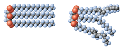 Figure 4.17 The following are two lipid molecules. The lipid on the left is a saturated fat and the one on the right is an unsaturated fat. What is the difference in the chemical structure of their fatty acid tails and how does this affect their physical properties